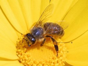 bee_pd_foto_explained1